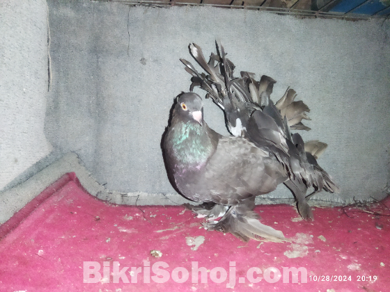 লক্খার মায়া।